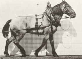 Plate 567 'Billy' hauling — figure reference